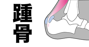 踵骨の機能と構造｜触診