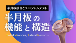 半月板（外側半月板、内側半月）の機能と構造