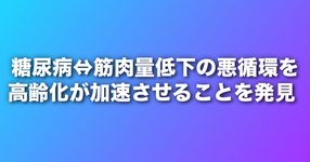糖尿病⇔筋肉量低下の悪循環を高齢化が加速させることを発見
