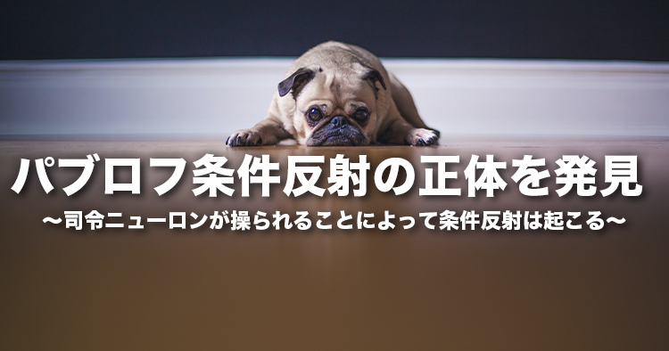パブロフ条件反射の正体を発見 〜司令ニューロンが操られることによって条件反射は起こる〜