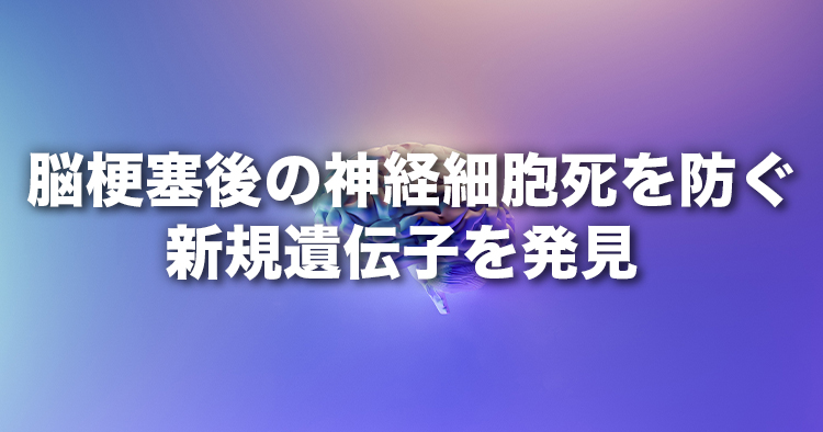 脳梗塞後の神経細胞死を防ぐ新規遺伝子を発見|脳梗塞の予後を改善する新たな治療法の開発に期待