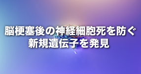 脳梗塞後の神経細胞死を防ぐ新規遺伝子を発見|脳梗塞の予後を改善する新たな治療法の開発に期待