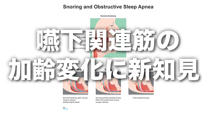 「 嚥下関連筋（舌、オトガイ舌骨筋）の加齢変化に、新知見 」 ― 嚥下関連筋の質も、加齢で低下する ―