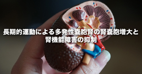 長期的運動による多発性嚢胞腎の腎嚢胞増大と腎機能障害の抑制 -新しい治療法としての運動療法への期待 -