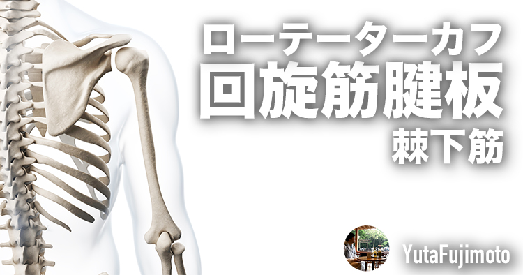 ローテーターカフの基礎―棘下筋編―
