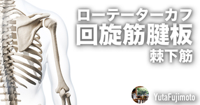 ローテーターカフの基礎―棘下筋編―