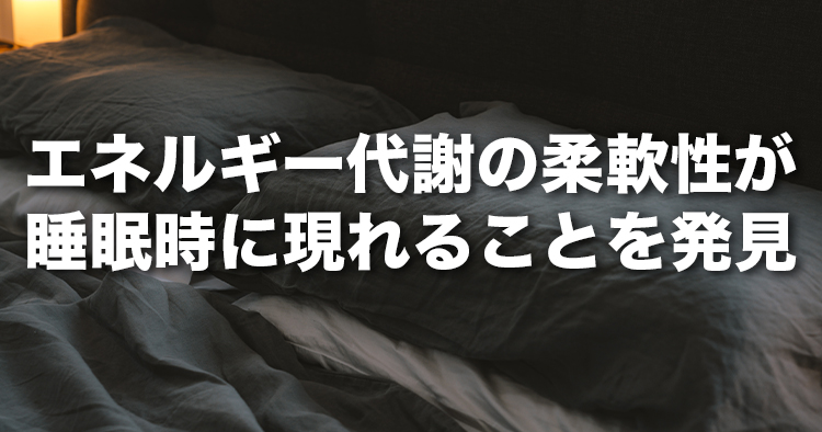 エネルギー代謝の柔軟性が睡眠時に現れることを発見