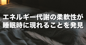 エネルギー代謝の柔軟性が睡眠時に現れることを発見