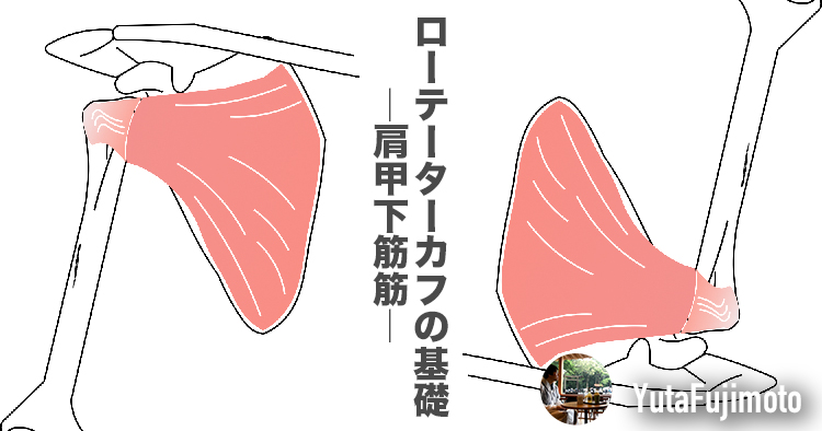 ローテーターカフの基礎―肩甲下筋編―
