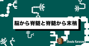 【脳卒中シリーズ】脳から脊髄と脊髄から末梢