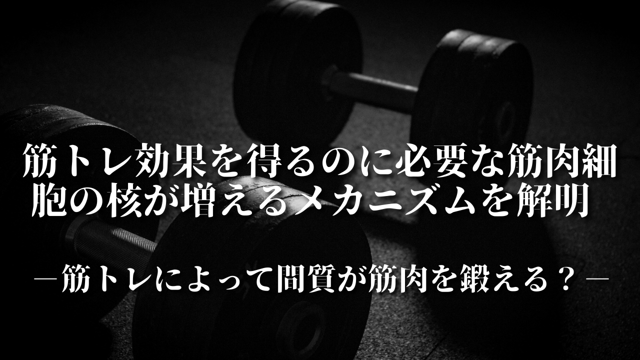 筋トレ効果を得るのに必要な筋肉細胞の核が増えるメカニズムを解明 　筋トレによって間質が筋肉を鍛える？