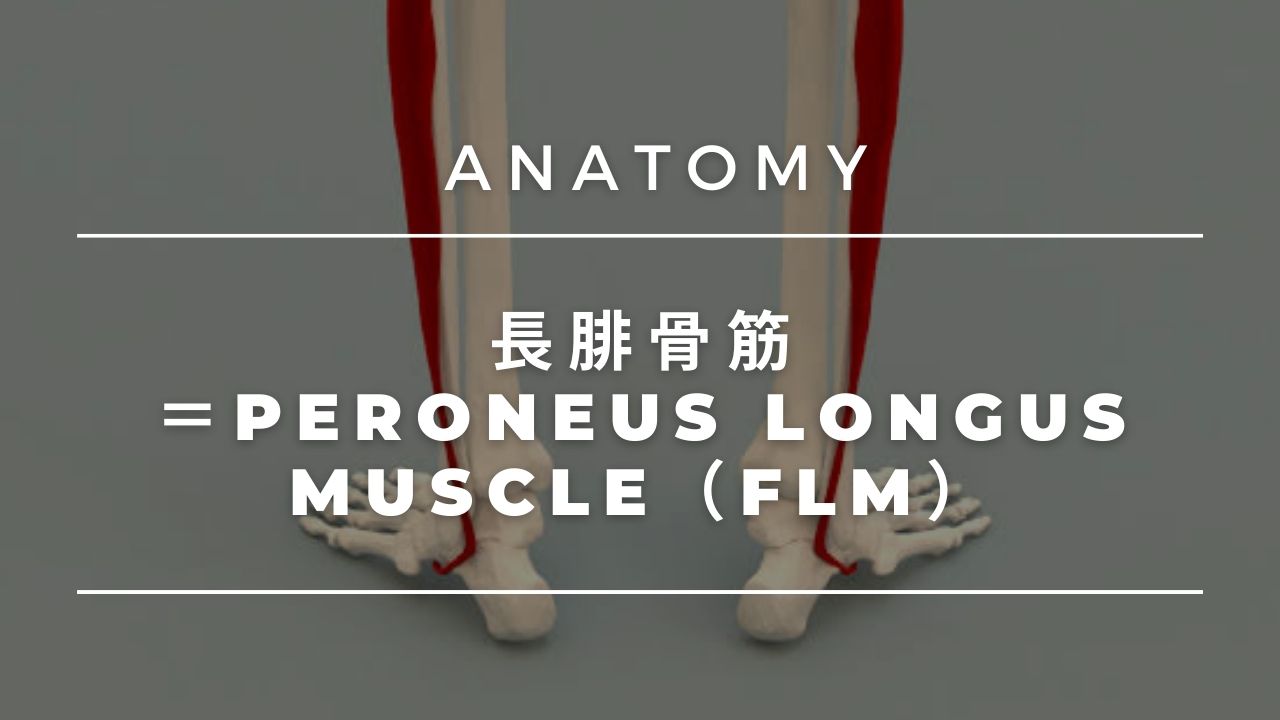 基礎医学シリーズ解剖学編―長腓骨筋―
