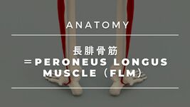 基礎医学シリーズ解剖学編―長腓骨筋―