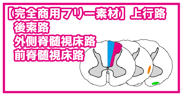 【完全商用フリー素材】上行路 (後索路、外側脊髄視床路、前脊髄視床路)No2