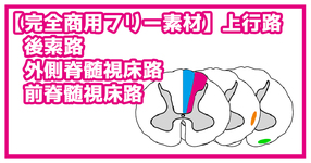 【完全商用フリー素材】上行路 （後索路、外側脊髄視床路、前脊髄視床路）No2