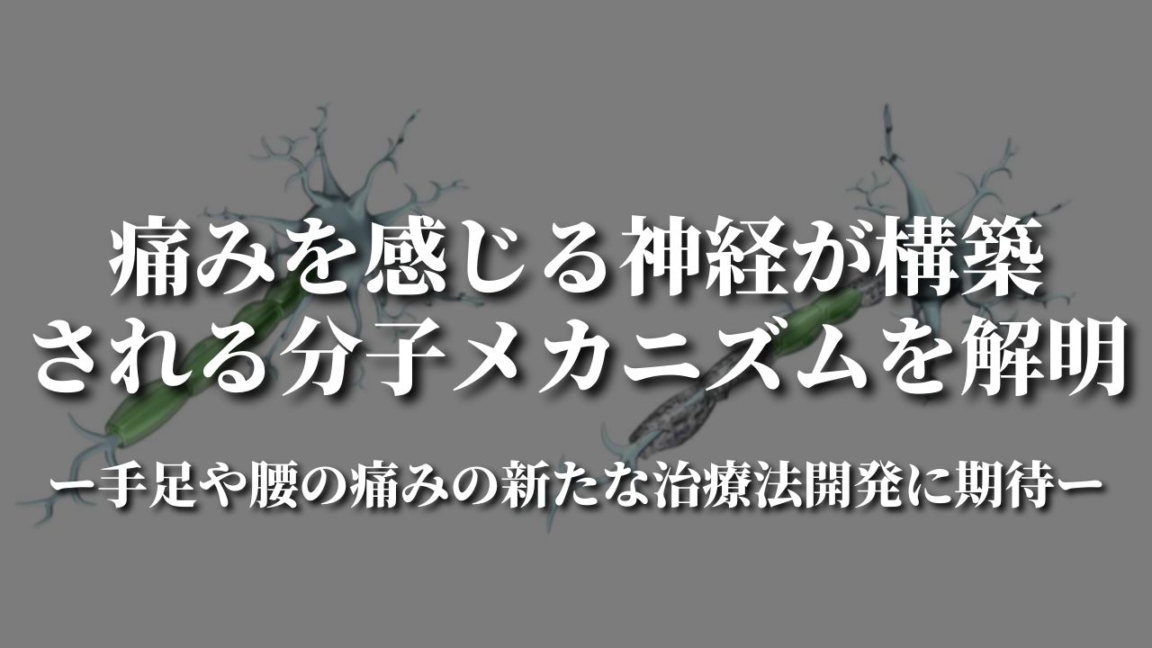 痛みを感じる神経が構築される分子メカニズムを解明ー手足や腰の痛みの新たな治療法開発に期待ー