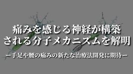 痛みを感じる神経が構築される分子メカニズムを解明ー手足や腰の痛みの新たな治療法開発に期待ー