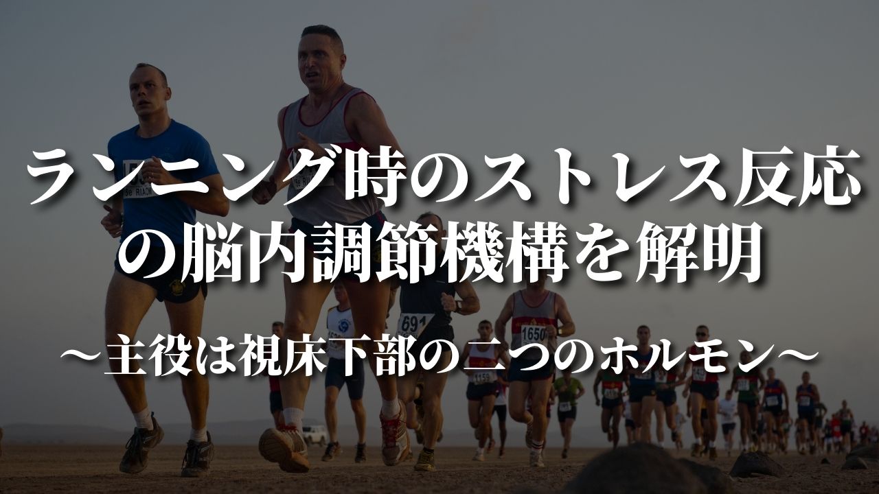 ランニング時のストレス反応の脳内調節機構を解明～主役は視床下部の二つのホルモン～