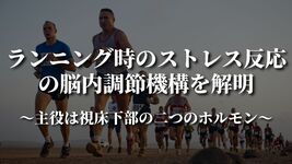 ランニング時のストレス反応の脳内調節機構を解明～主役は視床下部の二つのホルモン～