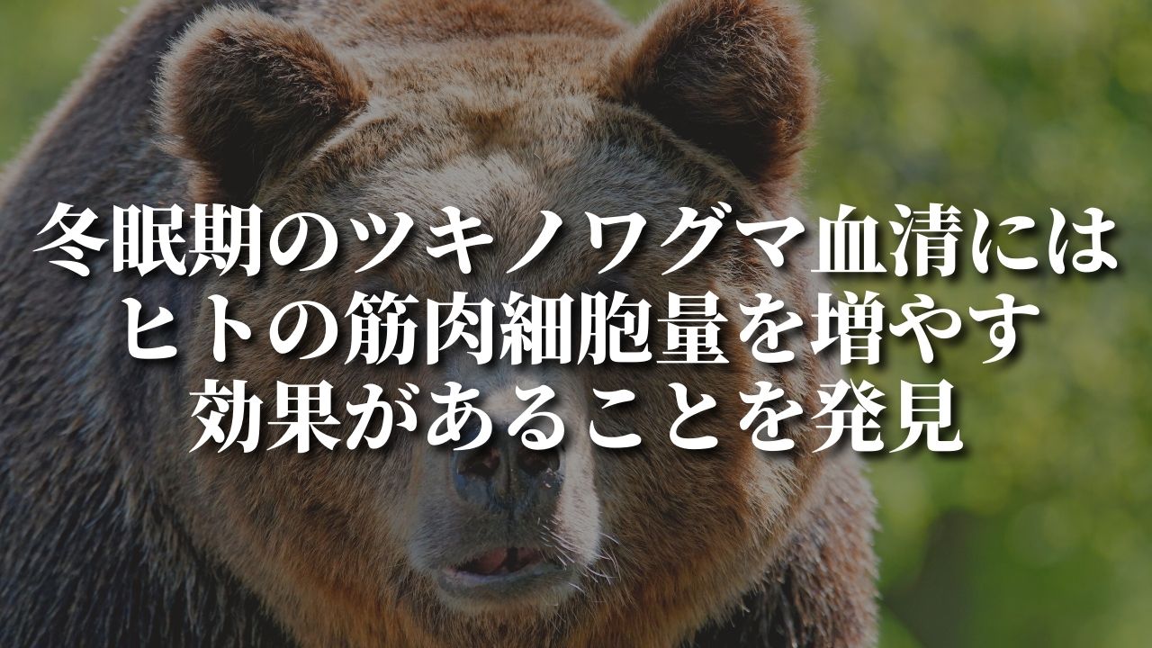冬眠期のツキノワグマ血清には ヒトの筋肉細胞量を増やす効果があることを発見