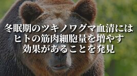 冬眠期のツキノワグマ血清には ヒトの筋肉細胞量を増やす効果があることを発見