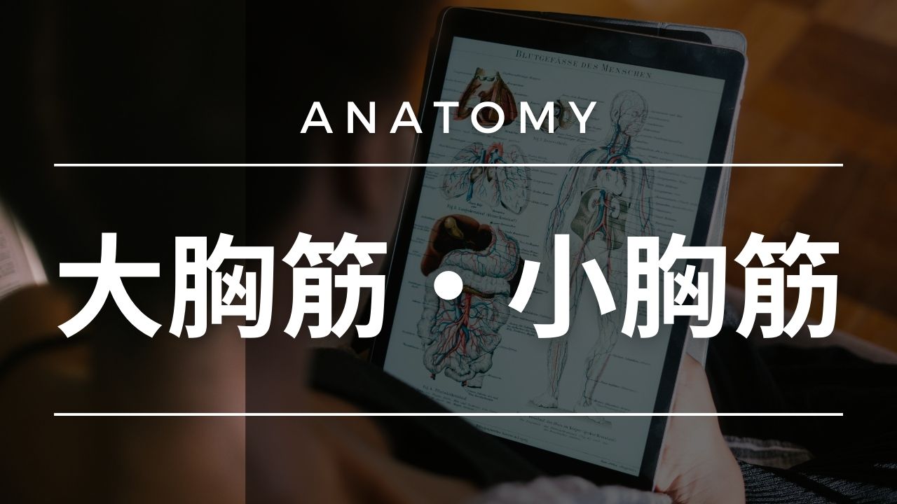 基礎医学シリーズ解剖学編―大胸筋・小胸筋―