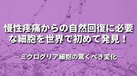 慢性疼痛からの自然回復に必要な細胞を世界で初めて発見！ ～ミクログリア細胞の驚くべき変化～