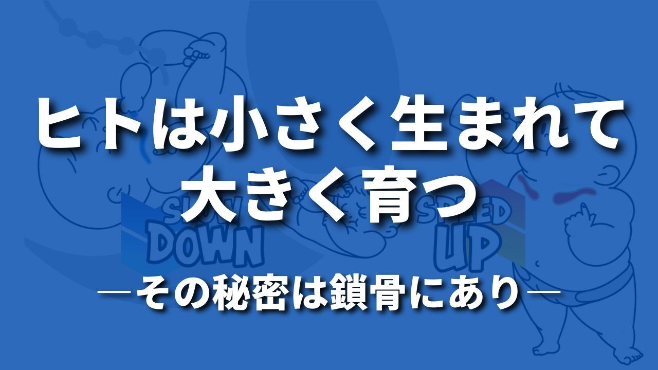 ヒトは小さく生まれて大きく育つ―その秘密は鎖骨にあり―