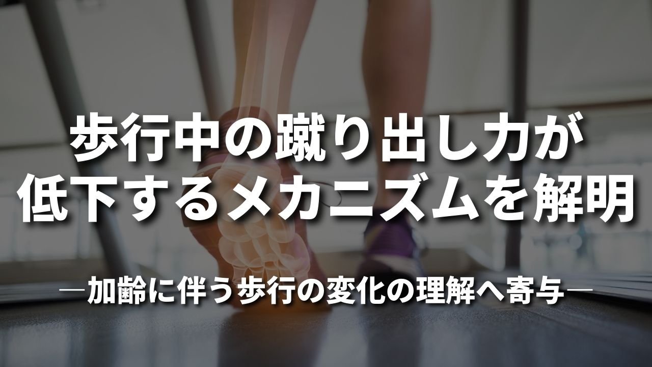 歩行中の蹴り出し力が低下するメカニズムを解明 ―加齢に伴う歩行の変化の理解へ寄与―