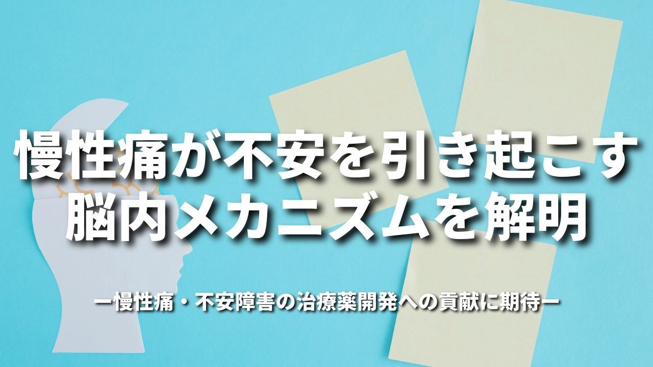 慢性痛が不安を引き起こす脳内メカニズムを解明~慢性痛・不安障害の治療薬開発への貢献に期待~
