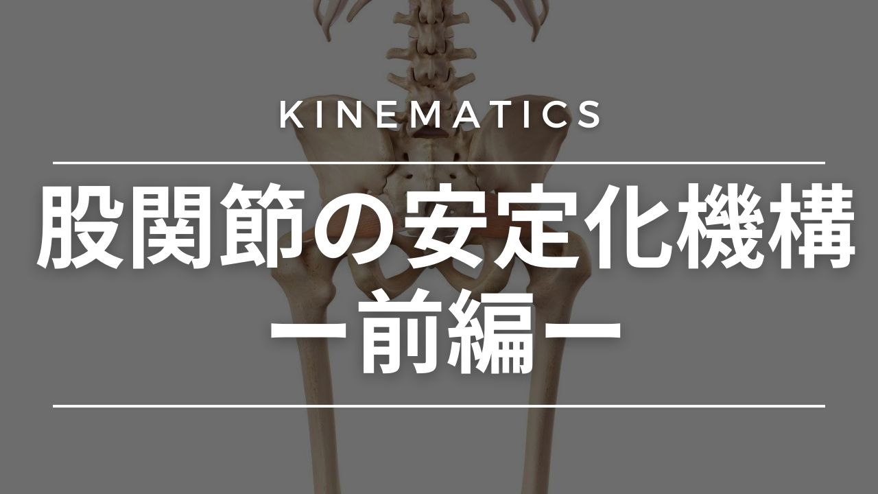 【運動学】股関節の安定化機構-前編-