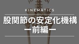 【運動学】股関節の安定化機構-前編-