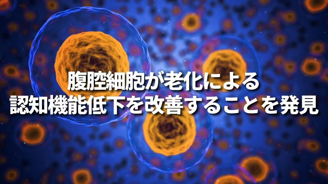 腹腔細胞が老化による認知機能低下を改善することを発見