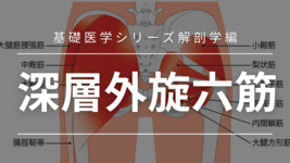 基礎医学シリーズ解剖学編―深層外旋六筋―
