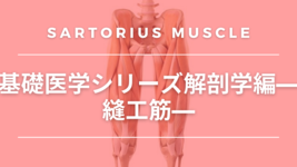 基礎医学シリーズ解剖学編―縫工筋―