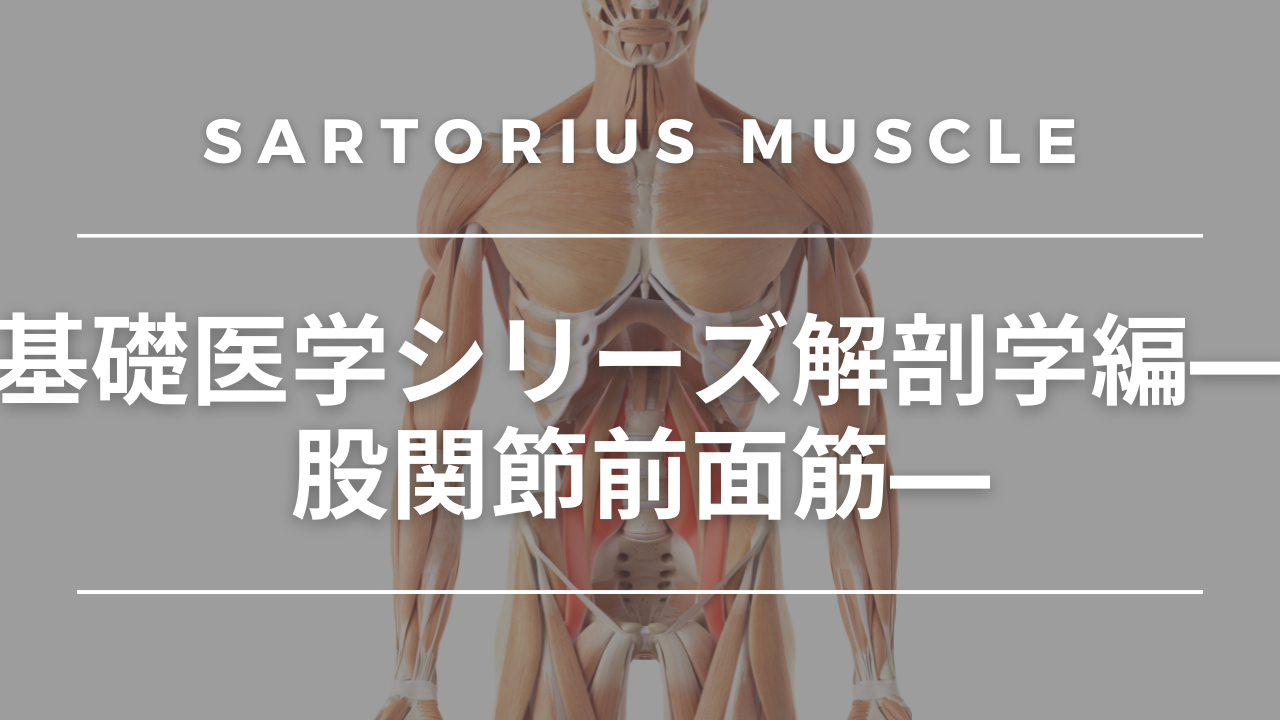 基礎医学シリーズ触診編―股関節前面筋―