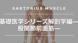 基礎医学シリーズ触診編―股関節前面筋―