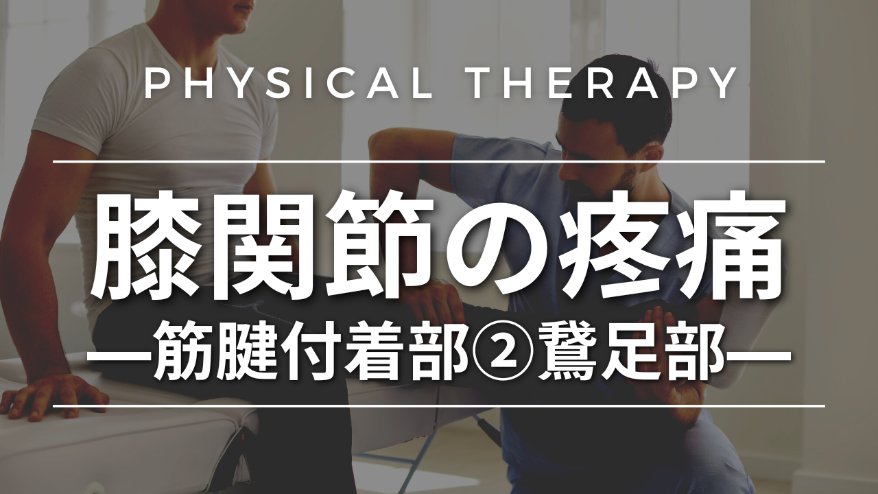 膝関節の疼痛-筋腱付着部②鵞足部-