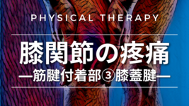 膝関節の疼痛-筋腱付着部③膝蓋腱-
