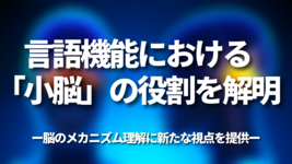 言語機能における「小脳」の役割を解明―脳のメカニズム理解に新たな視点を提供―