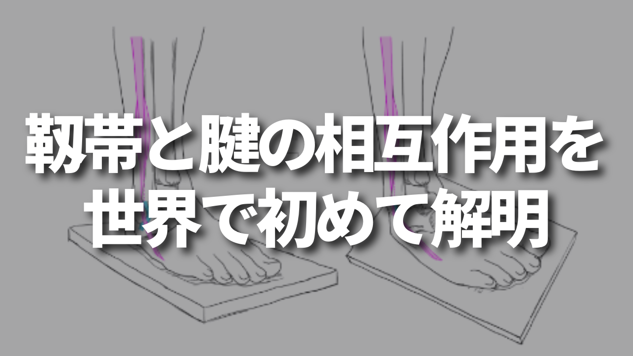 靱帯と腱の相互作用を世界で初めて解明