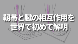 靱帯と腱の相互作用を世界で初めて解明
