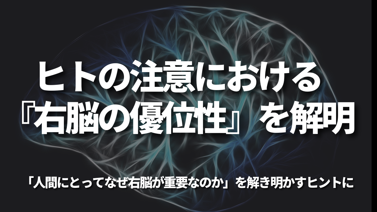 ヒトの注意における『右脳の優位性』を解明 「人間にとってなぜ右脳が重要なのか」を解き明かすヒントに