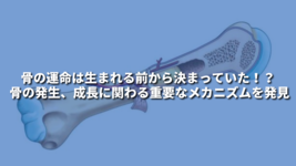 骨の運命は生まれる前から決まっていた！？ 骨の発生、成長に関わる重要なメカニズムを発見