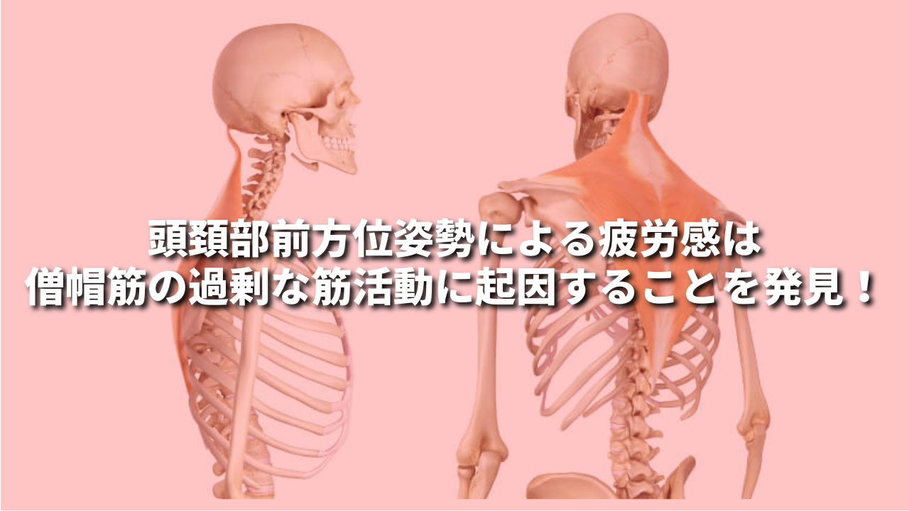 頭頚部前方位姿勢による疲労感は僧帽筋の過剰な筋活動に起因することを発見！