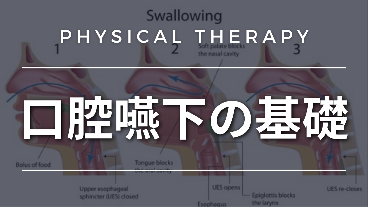 口腔嚥下の基礎