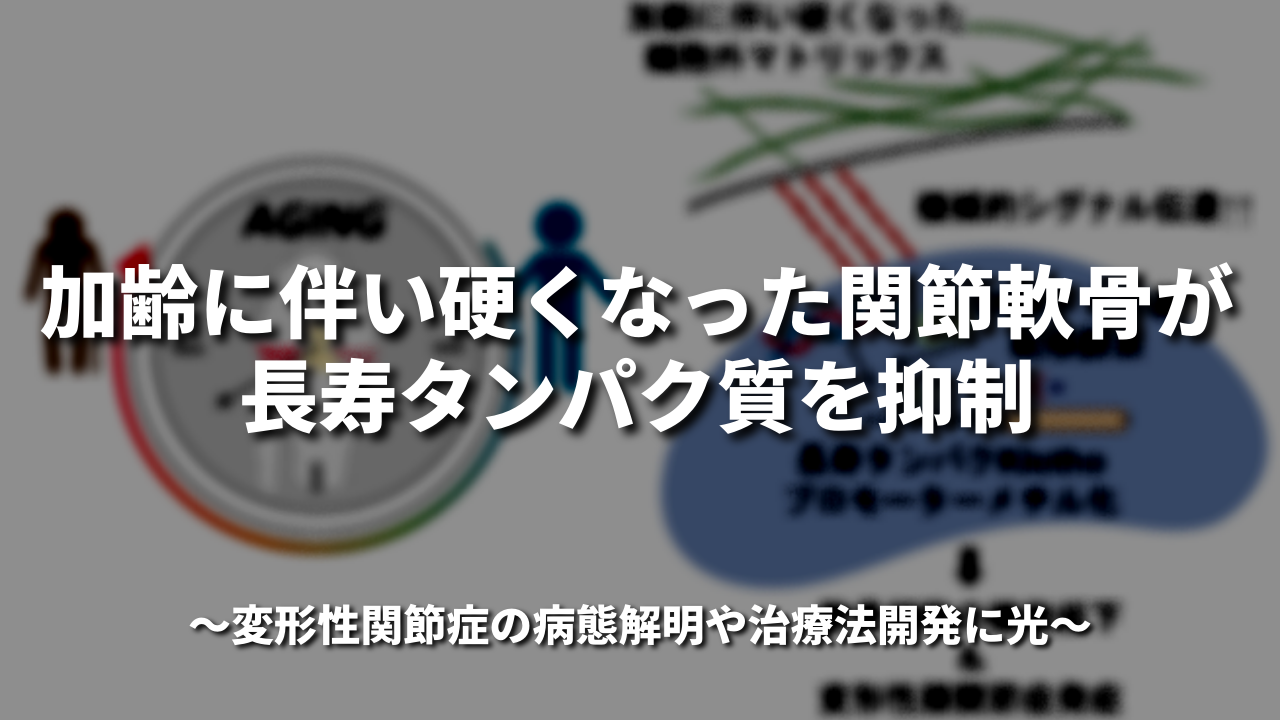 加齢に伴い硬くなった関節軟骨が長寿タンパク質を抑制 ～変形性関節症の病態解明や治療法開発に光～