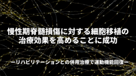 慢性期脊髄損傷に対する細胞移植の治療効果を高めることに成功－リハビリテーションとの併用治療で運動機能回復－