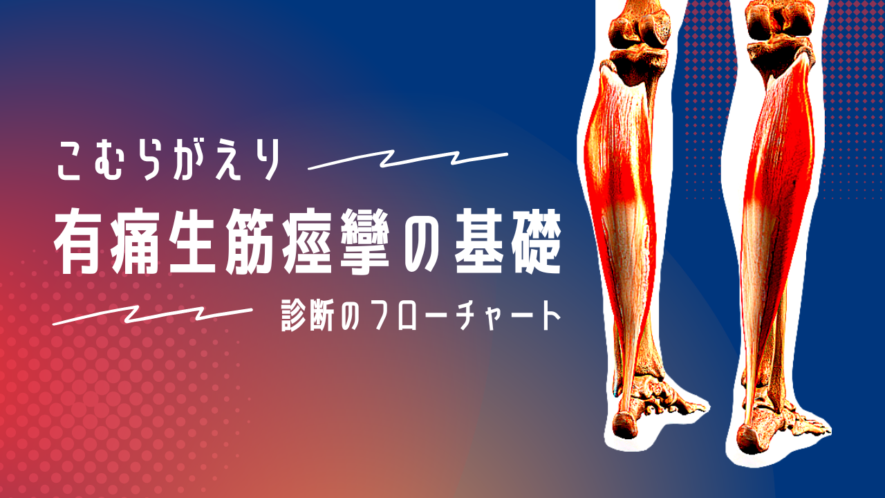 【こむらがえり】有痛生筋痙攣の基礎