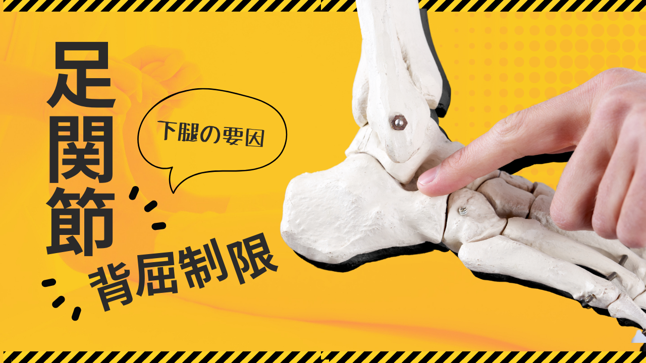 足関節背屈制限の要因-下腿-